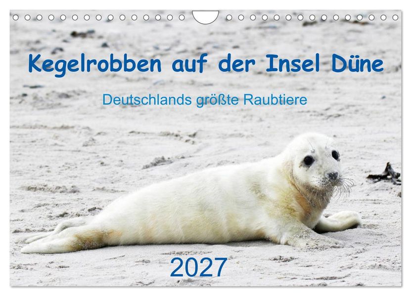 Kegelrobben auf der Insel Düne (Wandkalender 2027 DIN A4 quer) CALVENDO Monatskalender