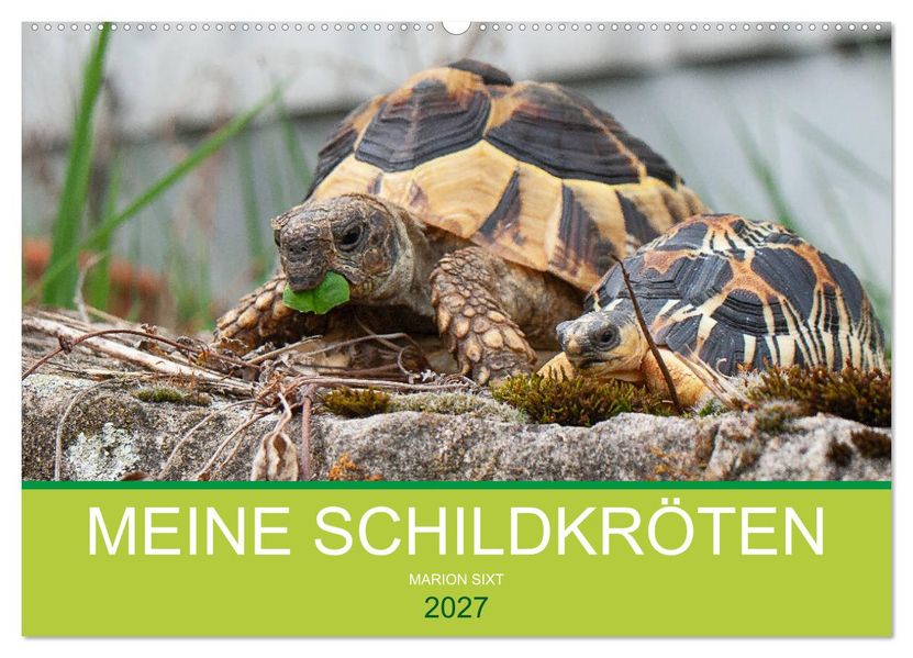 Meine Schildkröten (Wandkalender 2027 DIN A2 quer) CALVENDO Monatskalender