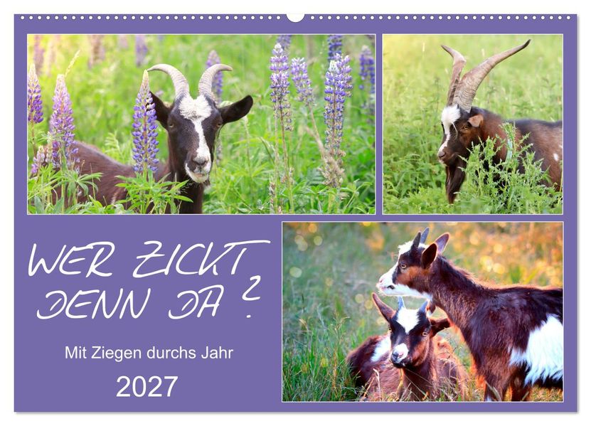 Wer zickt denn da? Mit Ziegen durchs Jahr (Wandkalender 2027 DIN A2 quer) CALVENDO Monatskalender