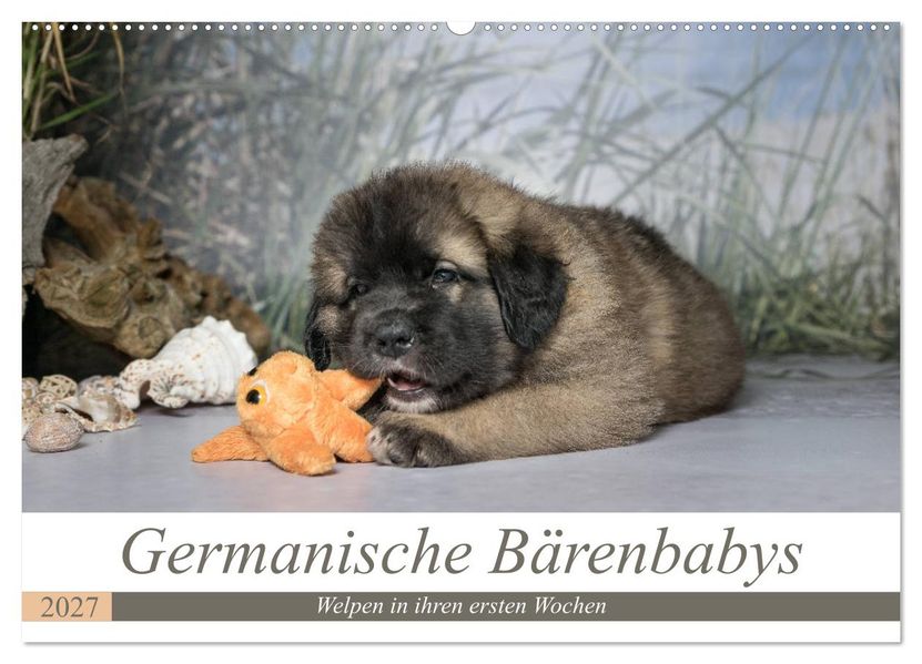 Germanische Bärenbabys (Wandkalender 2027 DIN A2 quer) CALVENDO Monatskalender