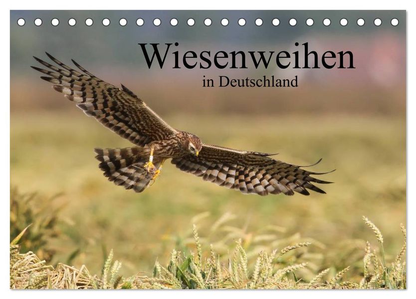 Wiesenweihen in Deutschland (Tischkalender 2027 DIN A5 quer) CALVENDO Monatskalender