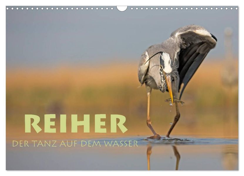 Reiher - Der Tanz auf dem Wasser (Wandkalender 2027 DIN A3 quer) CALVENDO Monatskalender