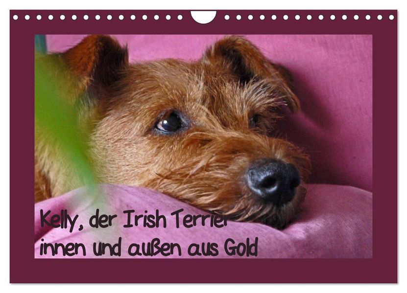 Kelly der Irish Terrier - innen und außen aus Gold (Wandkalender 2027 DIN A4 quer) CALVENDO Monatskalender