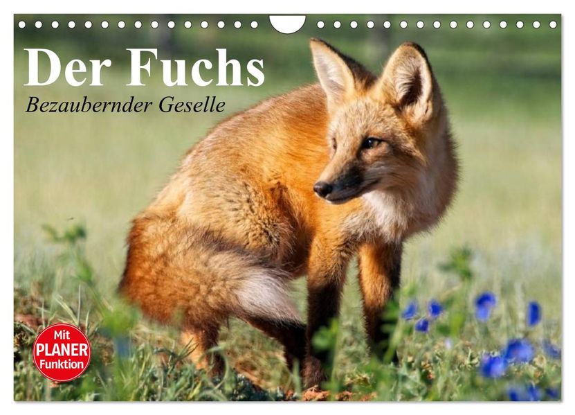 Der Fuchs. Bezaubernder Geselle (Wandkalender 2027 DIN A4 quer) CALVENDO Monatskalender