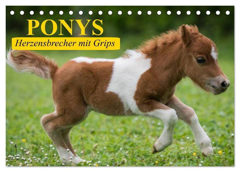 Ponys. Herzensbrecher mit Grips (Tischkalender 2027 DIN A5 quer) CALVENDO Monatskalender