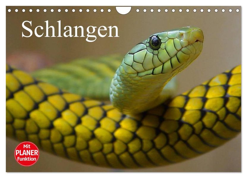 Schlangen (Wandkalender 2027 DIN A4 quer) CALVENDO Monatskalender