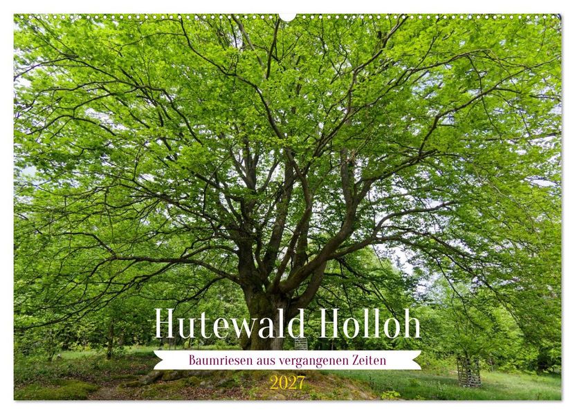Hutewald Halloh - Baumriesen aus vergangenen Zeiten (Wandkalender 2027 DIN A2 quer) CALVENDO Monatskalender
