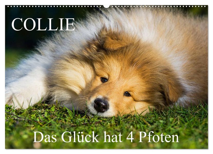Collie - Das Glück hat 4 Pfoten (Wandkalender 2027 DIN A2 quer) CALVENDO Monatskalender