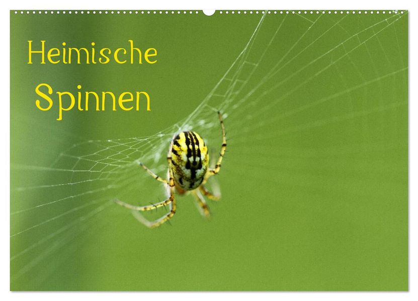 Heimische Spinnen (Wandkalender 2027 DIN A2 quer) CALVENDO Monatskalender