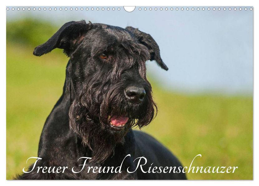Treuer Freund Riesenschnauzer (Wandkalender 2027 DIN A3 quer) CALVENDO Monatskalender