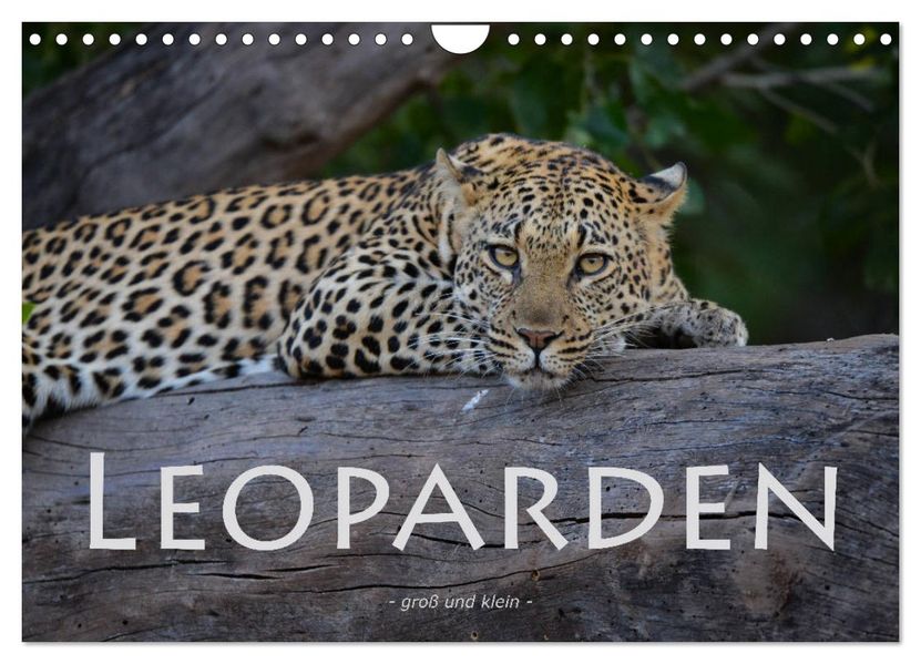 Leoparden - groß und klein (Wandkalender 2027 DIN A4 quer) CALVENDO Monatskalender