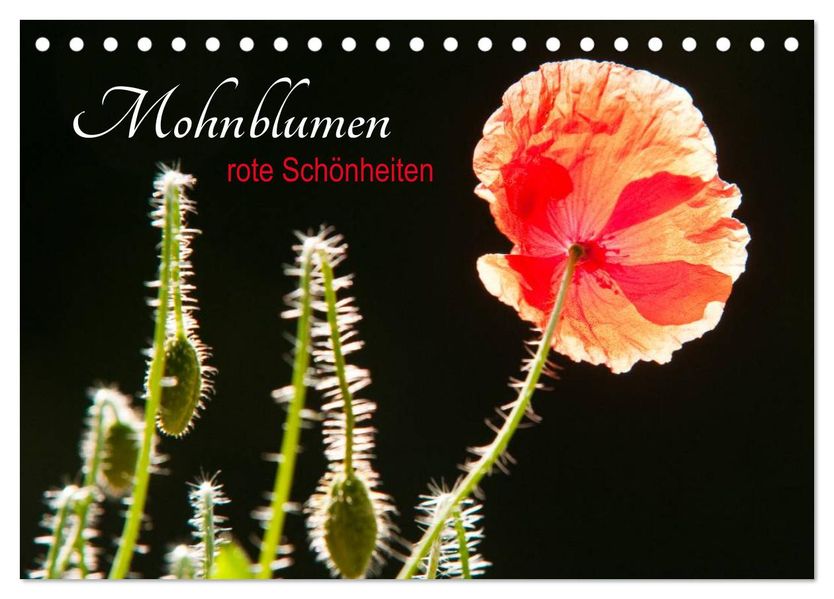 Mohnblumen - rote Schönheiten (Tischkalender 2027 DIN A5 quer) CALVENDO Monatskalender
