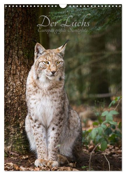 Der Luchs - Europas größte Samtpfote (Wandkalender 2027 DIN A3 hoch) CALVENDO Monatskalender