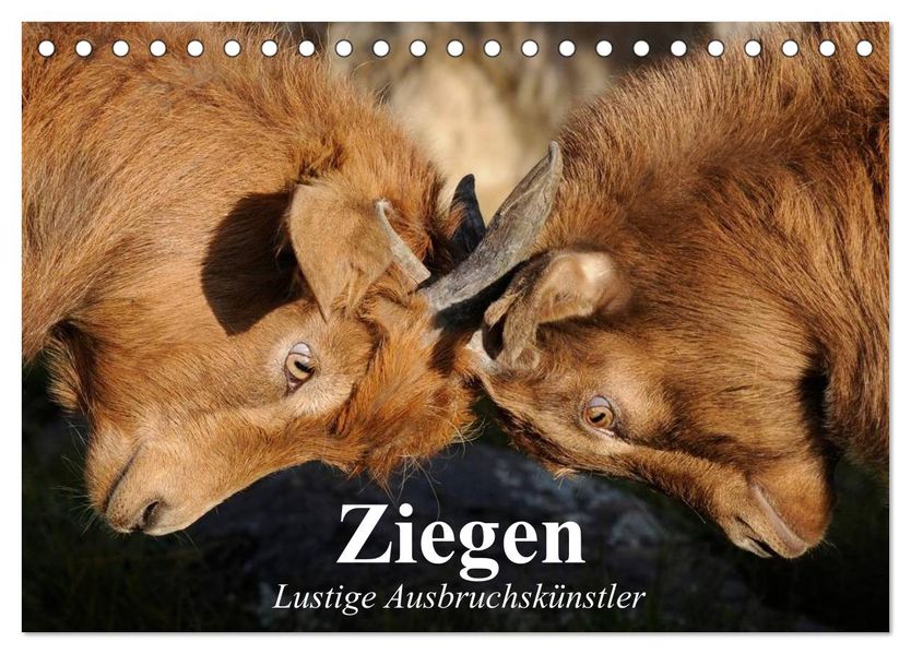 Ziegen. Lustige Ausbruchskünstler (Tischkalender 2027 DIN A5 quer) CALVENDO Monatskalender