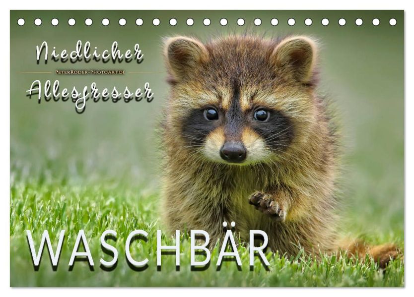 Waschbär - Niedlicher Allesfresser (Tischkalender 2027 DIN A5 quer) CALVENDO Monatskalender