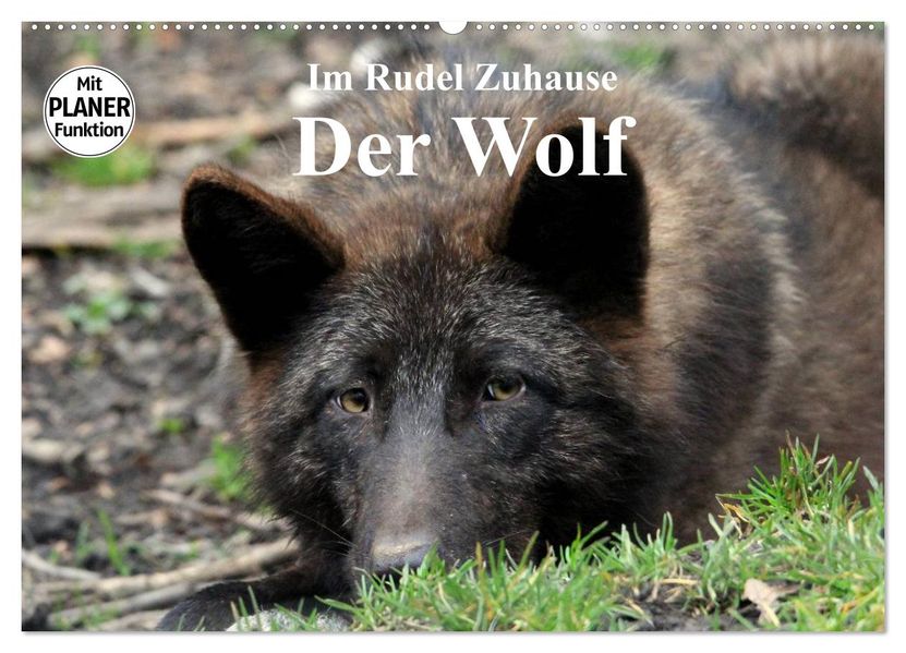 Im Rudel Zuhause - Der Wolf (Wandkalender 2027 DIN A2 quer) CALVENDO Monatskalender