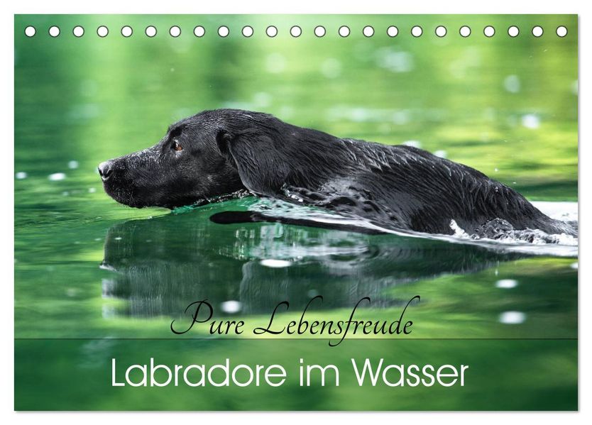 Labradore im Wasser (Tischkalender 2027 DIN A5 quer) CALVENDO Monatskalender