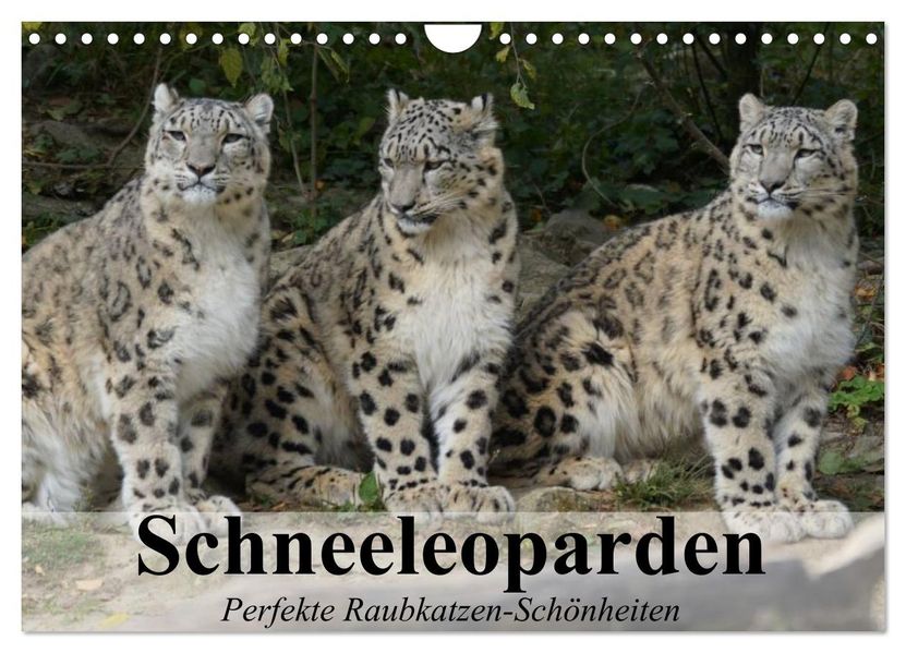 Schneeleoparden. Perfekte Raubkatzen-Schönheiten (Wandkalender 2027 DIN A4 quer) CALVENDO Monatskalender