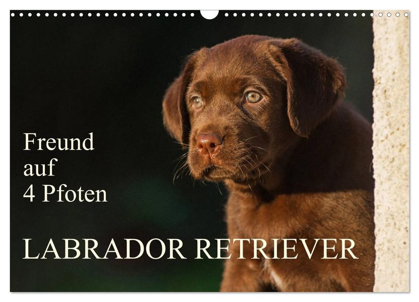 Freund auf 4 Pfoten - Labrador Retriever (Wandkalender 2027 DIN A3 quer) CALVENDO Monatskalender