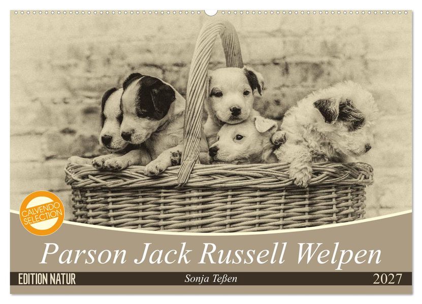 Parson Jack Russel Welpen (Wandkalender 2027 DIN A2 quer) CALVENDO Monatskalender