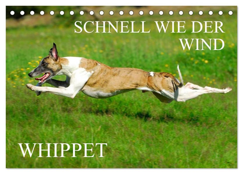 Schnell wie der Wind - Whippet (Tischkalender 2027 DIN A5 quer) CALVENDO Monatskalender