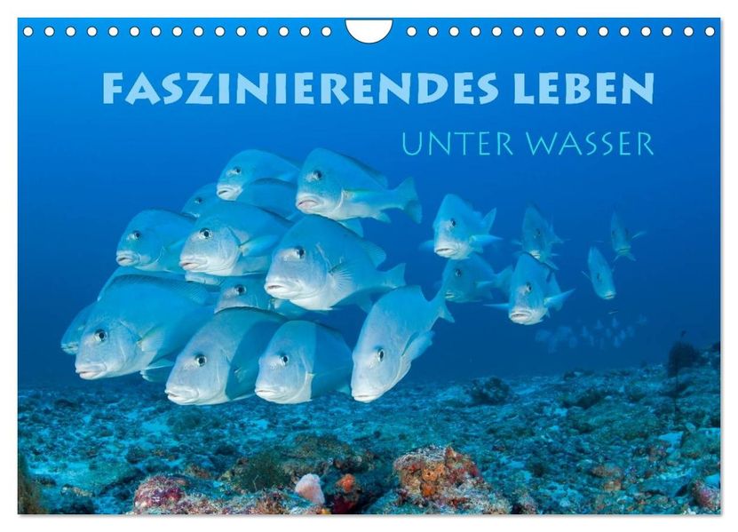 Faszinierendes Leben unter Wasser (Wandkalender 2027 DIN A4 quer) CALVENDO Monatskalender