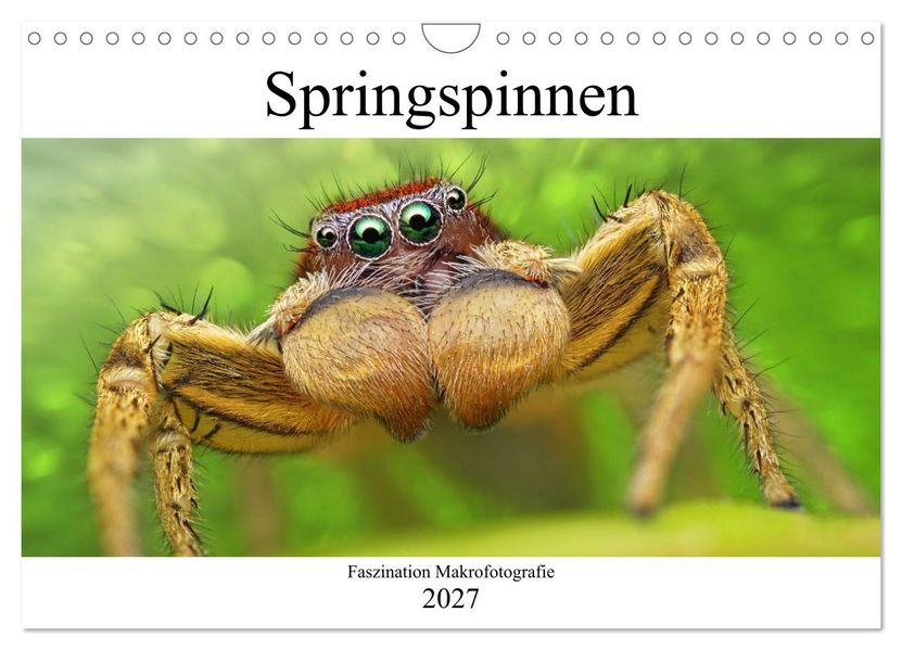 Faszination Makrofotografie: Springspinnen (Wandkalender 2027 DIN A4 quer) CALVENDO Monatskalender