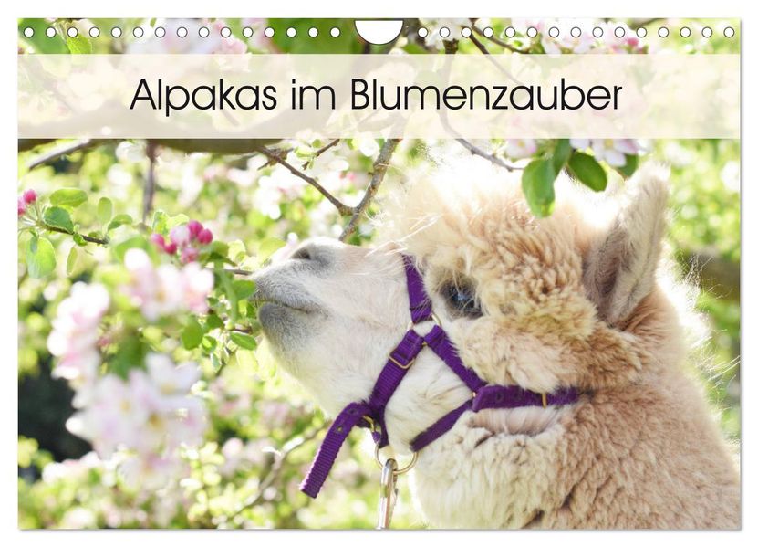 Alpakas im Blumenzauber (Wandkalender 2027 DIN A4 quer) CALVENDO Monatskalender