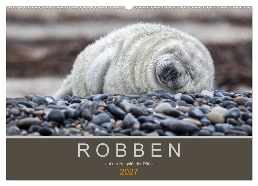 Robben auf der Helgoländer Düne (Wandkalender 2027 DIN A2 quer) CALVENDO Monatskalender