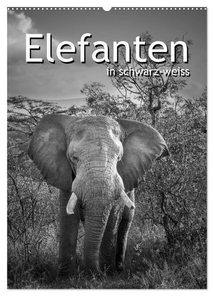 Elefanten in schwarz-weiss (Wandkalender 2027 DIN A2 hoch) CALVENDO Monatskalender