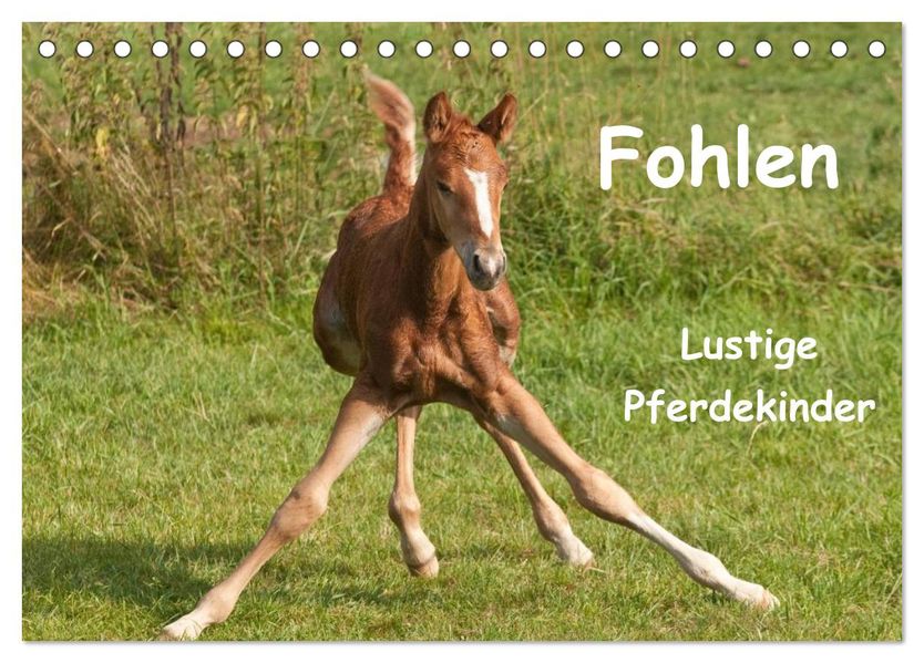 Fohlen - Lustige Pferdekinder (Tischkalender 2027 DIN A5 quer) CALVENDO Monatskalender