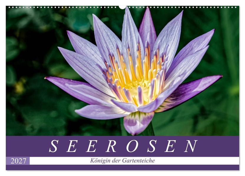 Seerosen - Königin der Gartenteiche (Wandkalender 2027 DIN A2 quer) CALVENDO Monatskalender