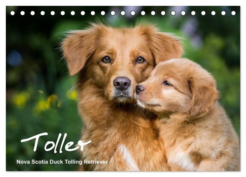 Toller - Nova Scotia Duck Tolling Retriever (Tischkalender 2027 DIN A5 quer) CALVENDO Monatskalender