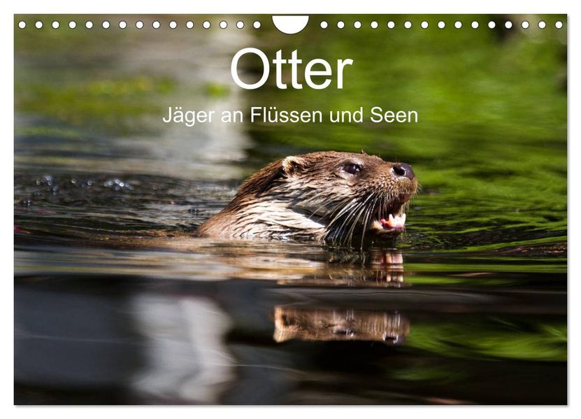Otter - Jäger an Flüssen und Seen (Wandkalender 2027 DIN A4 quer) CALVENDO Monatskalender