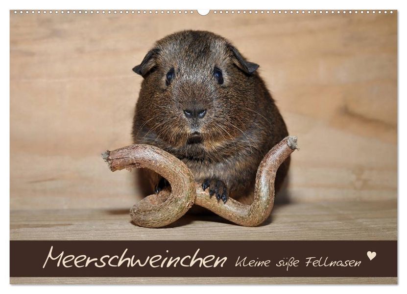 Meerschweinchen - Kleine süße Fellnasen (Wandkalender 2027 DIN A2 quer) CALVENDO Monatskalender