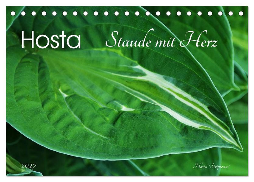 Hosta Staude mit Herz (Tischkalender 2027 DIN A5 quer) CALVENDO Monatskalender