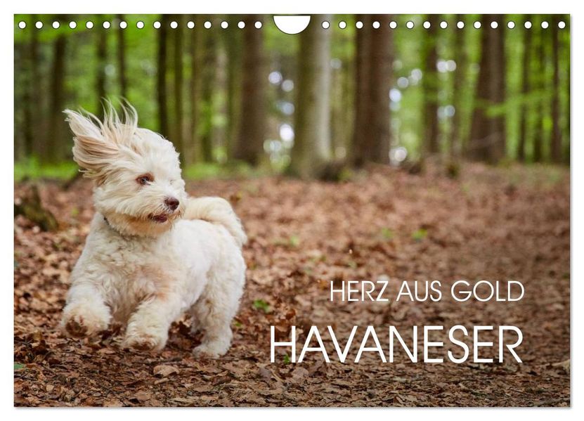 Havaneser - Herz aus Gold (Wandkalender 2027 DIN A4 quer) CALVENDO Monatskalender