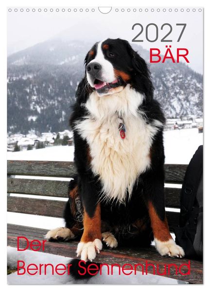 BÄR - Der Berner Sennenhund (Wandkalender 2027 DIN A3 hoch) CALVENDO Monatskalender