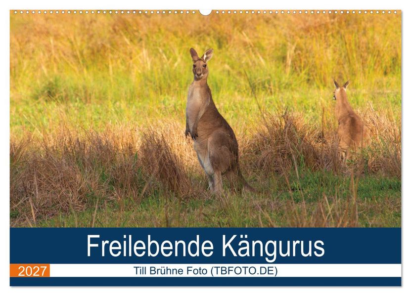 Freilebende Kängurus (Wandkalender 2027 DIN A2 quer) CALVENDO Monatskalender