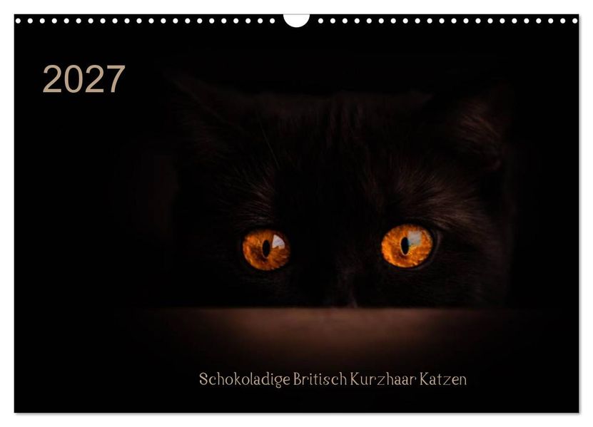 Schokoladige Britisch Kurzhaar Katzen (Wandkalender 2027 DIN A3 quer) CALVENDO Monatskalender