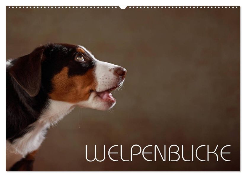 Welpenblicke (Wandkalender 2027 DIN A2 quer) CALVENDO Monatskalender