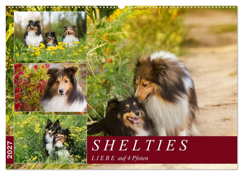 SHELTIES Liebe auf 4 Pfoten (Wandkalender 2027 DIN A2 quer) CALVENDO Monatskalender