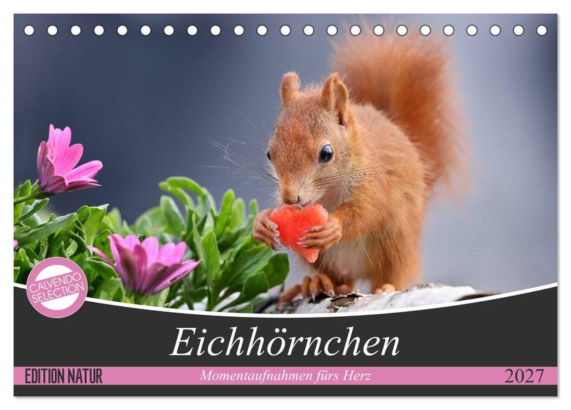 Eichhörnchen Momentaufnahmen fürs Herz (Tischkalender 2027 DIN A5 quer) CALVENDO Monatskalender