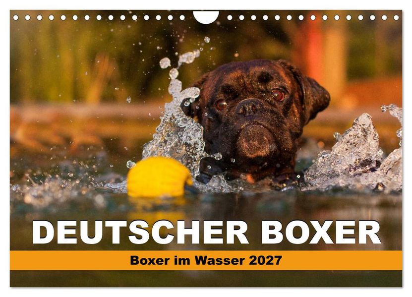 Deutscher Boxer - Boxer im Wasser 2027 (Wandkalender 2027 DIN A4 quer) CALVENDO Monatskalender