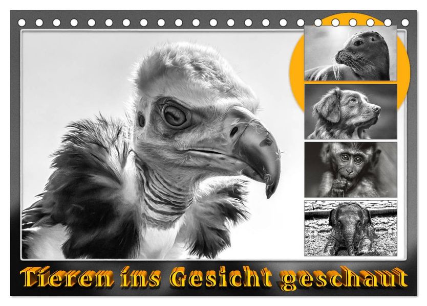 Tieren ins Gesicht geschaut (Tischkalender 2027 DIN A5 quer) CALVENDO Monatskalender
