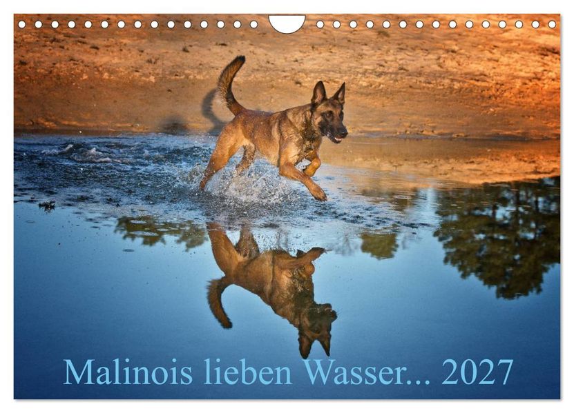 Malinois lieben Wasser (Wandkalender 2027 DIN A4 quer) CALVENDO Monatskalender