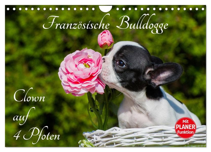 Französische Bulldogge - Clown auf 4 Pfoten (Wandkalender 2027 DIN A4 quer) CALVENDO Monatskalender