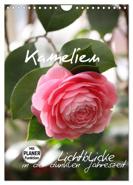 Kamelien Lichtblicke in der dunklen Jahreszeit (Wandkalender 2027 DIN A4 hoch) CALVENDO Monatskalender