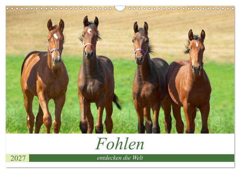 Fohlen entdecken die Welt (Wandkalender 2027 DIN A3 quer) CALVENDO Monatskalender