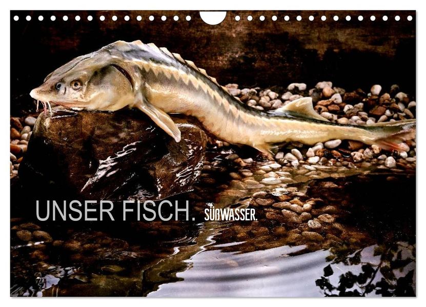 UNSER FISCH. SÜßWASSER. (Wandkalender 2027 DIN A4 quer) CALVENDO Monatskalender